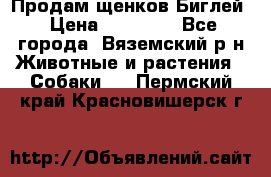 Продам щенков Биглей › Цена ­ 15 000 - Все города, Вяземский р-н Животные и растения » Собаки   . Пермский край,Красновишерск г.